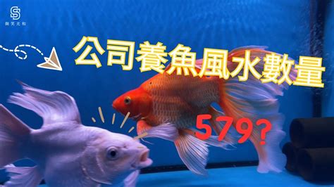 魚缸大小養魚數量|【魚要養幾隻比較好】家裡養幾條魚財運好？養單數吉利還是雙。